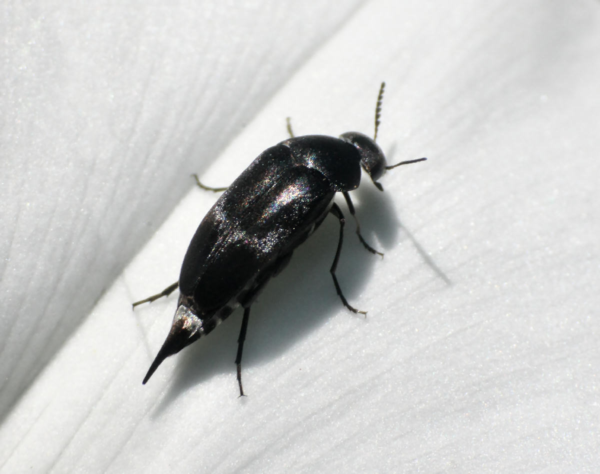 piccolo coleottero da identificare: Mordella sp.?